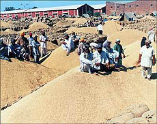 Hapless paddy growers wait for customers at Khanna Mandi