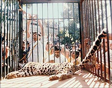 Residents throng around the tranquilised leopard