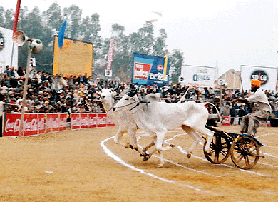 Their tails held high, bullocks pull a cart as excitement mounts during the bullock-cart race at the Kila Raipur Rural Olympics, near Ludhiana on Friday.