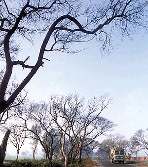 Dried up trees dot the Patiala-Patran road. 