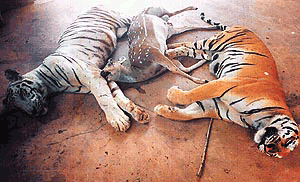Two tigers and one deer lie on the ground for post-mortem in Bhubaneswar (Orissa) on Wednesday.
