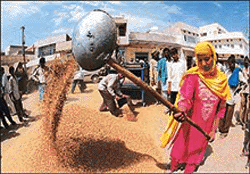 A woman shovels a heap of paddy in the Samana mandi on Thursday.