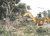 A JCB machine lifts the branches of trees which were trimmed by the Municipal Corporation of Chandigarh along Sarovar Path on Saturday.