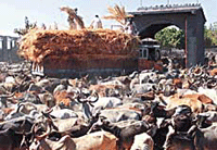 A herd of cows crowds around a truck waiting for fodder in the outskirts of Bhachau in Gujarat on Wednesday. 