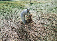 A field of wheat crop, near Morinda, which was flattened by rain accompanied with a hailstorm on Thursday. 