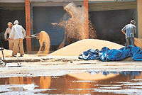 Barely a couple of metres away from cesspools of stagnant rain water at Khamanon grain market, these workers shovel this heap of wheat to reduce its moisture content before it is auctioned.