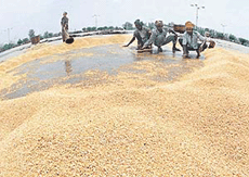 Workers at the Morinda grain market try to mop up the overnight rainwater from heaps of wheat as the inclement weather continues to threaten both harvesting and procurement operations in Punjab.