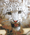 Snow leopard 'Rozy'
