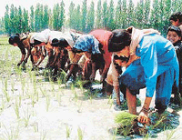 After several years of dry spell, village women plant paddy saplings in South Kashmir, hoping for better crop this season. 
