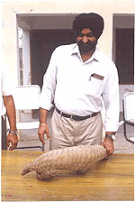 "Pangolin" a rare mammal rescued by wildlife sleuths from Majitha on Friday.