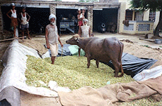 Chaffed fodder being manual pressed for making silage to preserve fodder in lean period at Bhikhiwind in Amritsar on Sunday.