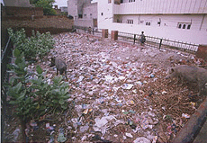 The pigs having a nice time on the heaps of garbage in a park at Bathinda.