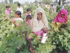 Cotton growers and farm labourers