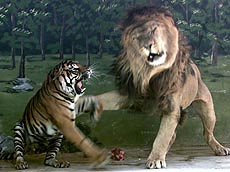 Tigers Fighting Lions