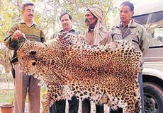 The accused, Daulatiya (third from left), displays the seized panther skin at Forest Complex, Pinjore, on Sunday.