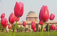 The Mughal Garden of Rashtrapati Bhavan is now a riot of colours with flowers in full bloom