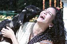 Anoushka Shankar, daughter of Pundit Ravi Shankar, laughs on a soft touch from a goat