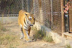 A tiger at Delhi Zoo basks in sunshine, enjoying the last of the winter.