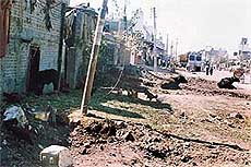 A colony in Ludhiana city, where presence of dairy units has made the life of residents miserable.