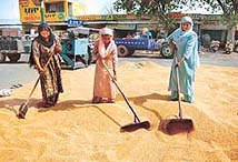 Wheat arrivals have started picking up in Khanna mandi