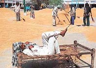 As labourers dry wheat, a farmer awaits the procurement of his stock