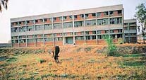 A lone cow grazes on the campus