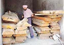 Black tahli wood planks bearing official numbers were found stacked in the backyard of the palatial house of Nirmal Singh Kahlon