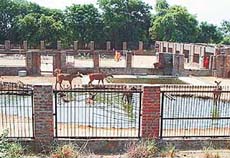 The deer park run by Gurdwara Mehtiana Sahib