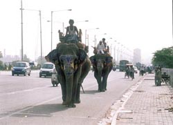 METRO SAFARI