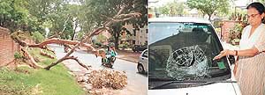 The branches of an uprooted tree posed a threat to commuters