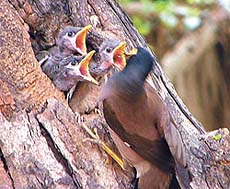 LOVE NEST