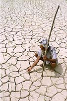 An Indian farmer inspects what's left of his crop during a drought