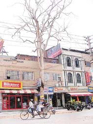 The threat of this dead eucalyptus tree falling down at any moment looms large on quite a few shopkeepers and residents in Model Town market