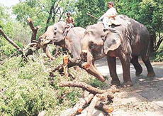 Two tuskers clear zoo roads of tree trunks and foliage after high velocity winds left a trail of destruction at Chhat Bir Zoo