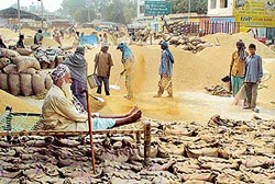 It is paddy, paddy and paddy everywhere at Asias biggest grain market in Khanna.