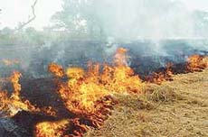 A thick smoke cloud soars up from a harvested paddy field put on fire by a farmer near Samrala