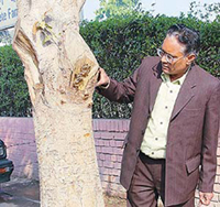 Mr Garib Das inspects a tree for termites in Chandigarh 