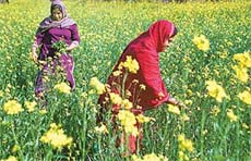 A mustard field in full bloom