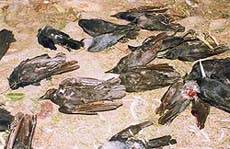 Dead crows lying in the vicinity of the Nangal slaughterhouse.