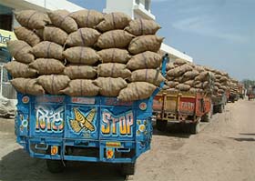 Long queues of tractors-trolleys loaded with potatoes could be seen at different cold stores in the district