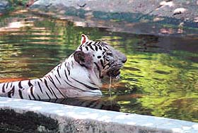 BATHING BEAUTY
