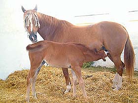 Breeding is one of the most alluring reasons to invest in horses