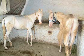 Nukra horses fetch a handsome price