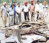 Officials of the Wildlife Department make arrangements for the cremation of a leopard at Khukrana village in Moga district 
