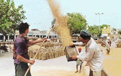 Workers at Khanna Grain Market sieve wheat grains