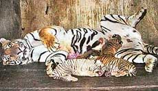 The white tiger cub takes a nap as the Royal Bengal tigress spreads out to feed the other striped brown cubs