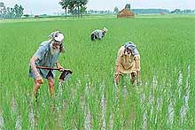 Happy over the good rainfall farmers are busy in their fields at Niamatpur village