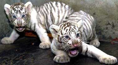 hissing tiger kittens