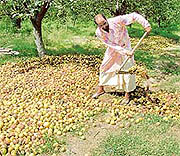 Unsold fruit rotting in pear gardens of Patti subdivision