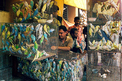 birds of kolkata